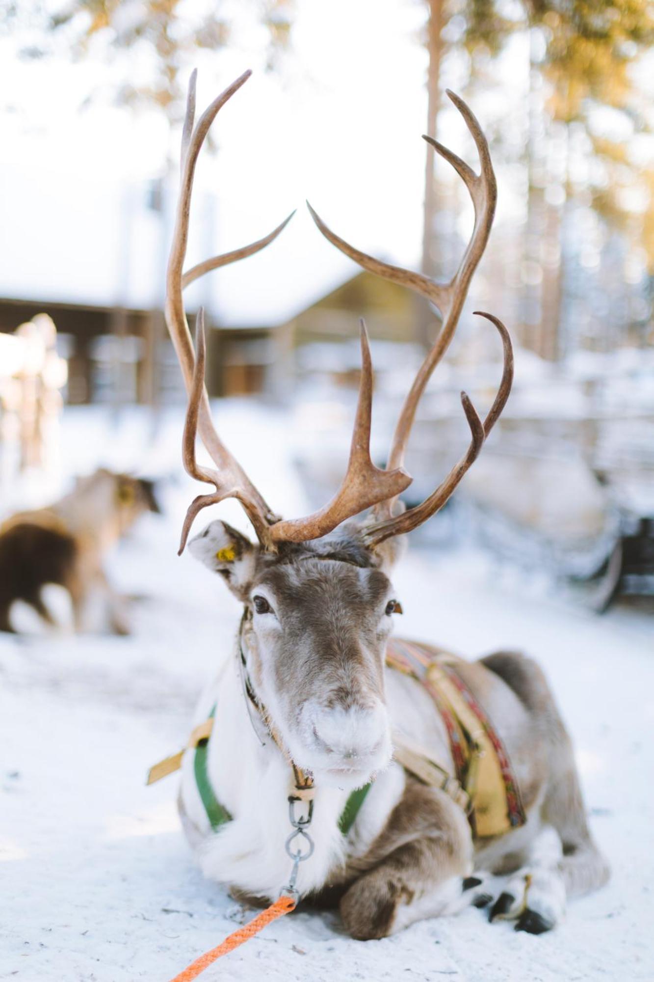 Reindeer Manor Levi Hotel Kültér fotó